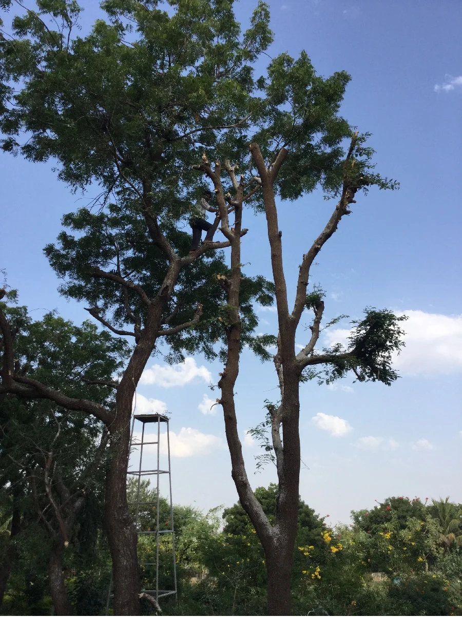 around 50 neems around our residential buildings have been pruned to date 1200